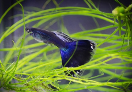 Гуппи синий московский (Guppy Moscow Blue)