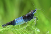 Креветка Рили Голубая  Blue Rili Shrimp (Neocaridina davidi)