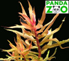 Ammannia gracilis- Аммания изящная L020