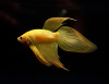Петушок Вуалехвостый  желтый самец (Betta-splendens-platinum-Veiltail-yelloy)