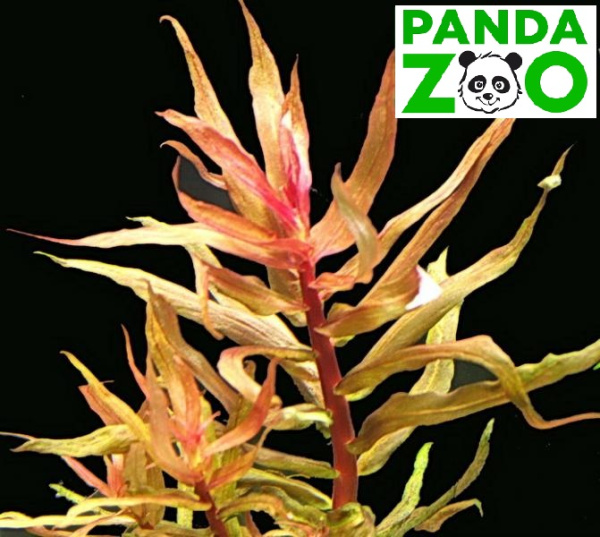 Ammannia gracilis- Аммания изящная L020