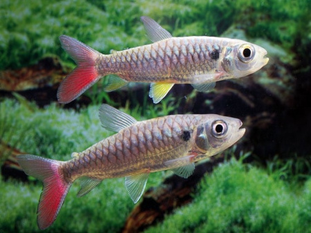 Тетра Хальцеус Краснохвостый (Chalceus macrolepidotus)