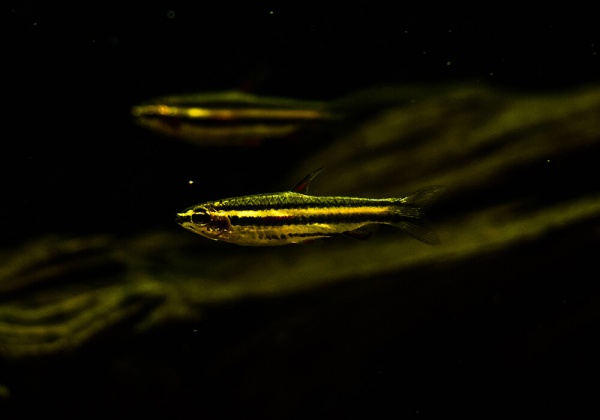 Нанностомус Маргинатус карликовый (Nannostomus marginatus)