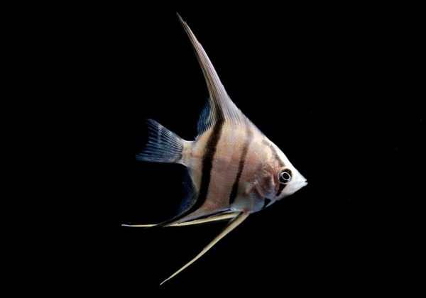 Скалярия зебра классическая (Pterophyllum Zebra)