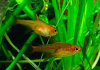 Тетра Аманда (Hyphessobrycon Amandae) 1,8  см