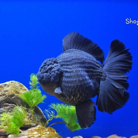 Оранда черная (Goldfish Oranda black) 10-12 см