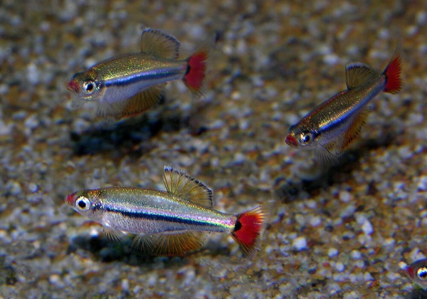 Кардинал (Tanichthys albonubes) 2 см