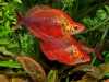 Глоссолепис красный (Glossolepis incisus)