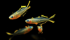 Попондетта фурката (лат. Pseudomugil furcatus) Радужница карликовая 2 см.