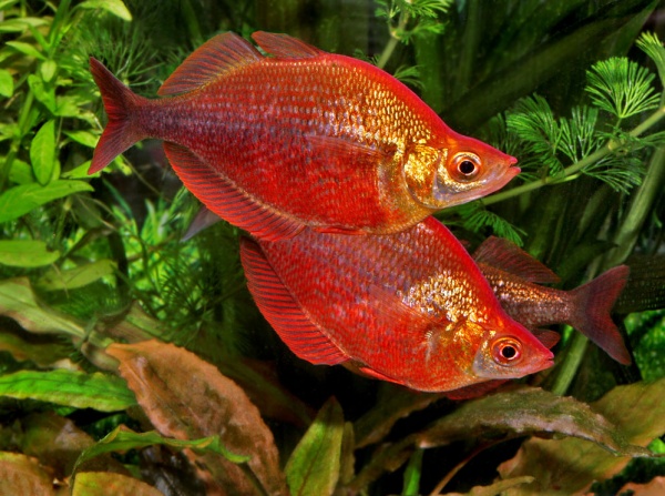 Глоссолепис красный (Glossolepis incisus)