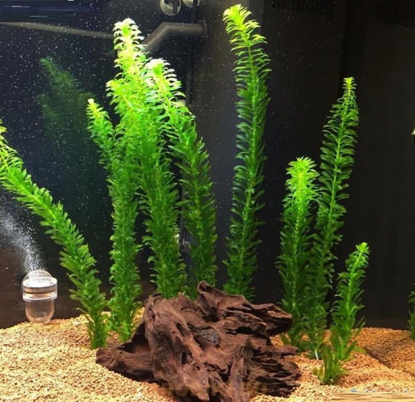 Элодея зубчатая (Elodea densa)