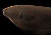 Аптеронотус Нож черный (Apteronotus albifrons)