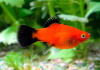 Пецилия красная чернохвостая (Xiphophorus maculatus red black tail)