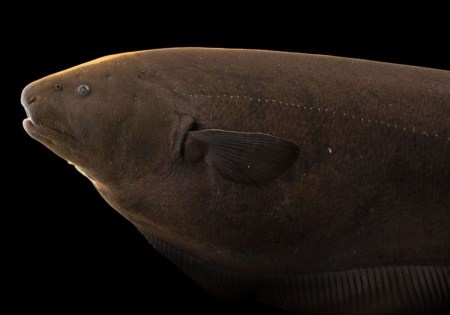 Аптеронотус Нож черный (Apteronotus albifrons)