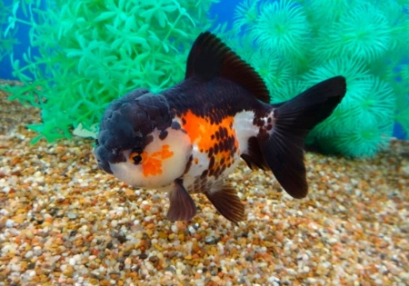 Оранда трехцветная (Goldfish Oranda trikolor)