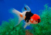 Оранда трехцветная (Goldfish Oranda trikolor)