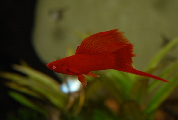 Меченосец красный рубин (Xiphophorus helleri red rubin)