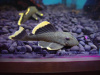 Номерной сом L047  Барианциструс Магнум (Baryancistrus chrysolomus L047)