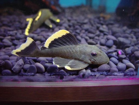 Номерной сом L047  Барианциструс Магнум (Baryancistrus chrysolomus L047)