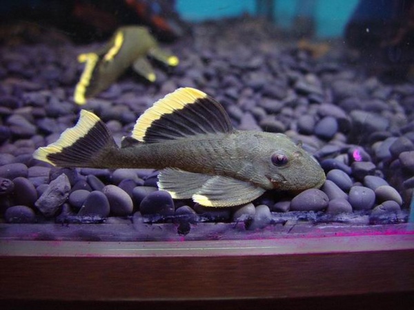 Номерной сом L047  Барианциструс Магнум (Baryancistrus chrysolomus L047)