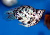 Моллинезия мрамор баллон (Poecilia sphenops Marble Molly balloon) 3,3-3,5см