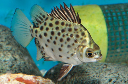 Аргус пятнистый краснолобый (Scatophagus argus atromaculatus)