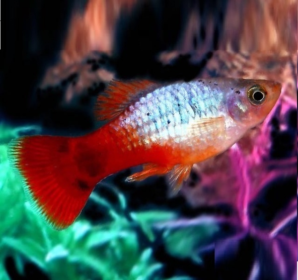 Пецилия голубой корал (Xiphophorus maculatus Blue Coral Platy)