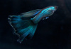 Гуппи синий неон (Poecilia reticulata neon blue)