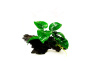 Анубиас Бартера бабочка (Anubias barteri Butterfly)