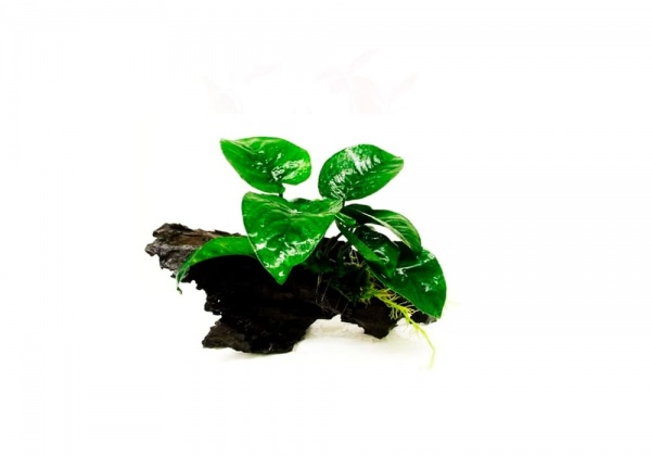 Анубиас Бартера бабочка (Anubias barteri Butterfly)