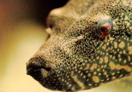 Тетрадон Свинорылый (Tetraodon suvattii)