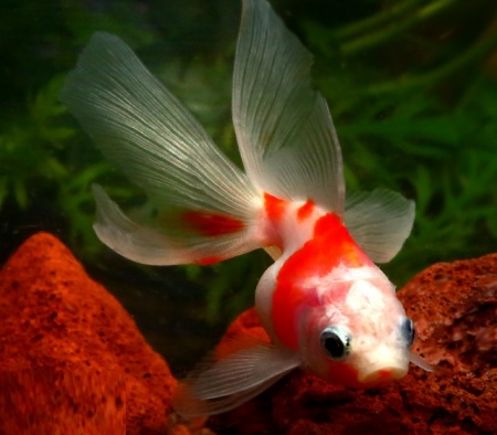 Риукин сакура короткохвостый (Goldfish Ryu1