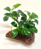 Анубиас нана Петит на лаве 5-7 см  (Anubias barteri var. nana)