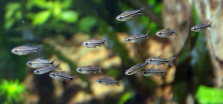 Коридорас пигмей (Corydoras pygmaeus) сом