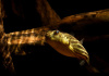 Тетрадон Фахака (Tetraodon fahaka) (2,5 см)