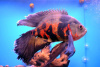 Цихлида  Астронотус вуалевый тигровый (astronotus-ocellatus-long-finned)