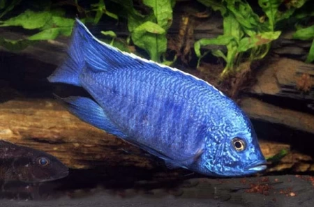 Цихлида Копадихромис Азуреус (Copadichromis azureus)