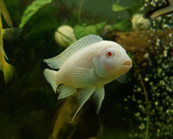 Цихлида Снежный принц (Pseudotropheus socolofi albino) Псевдотрофеус соколофа альбино 4-6 см