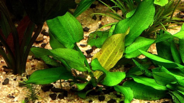 Echinodorus Aspersus-Эхинодорус Асперсус Е068