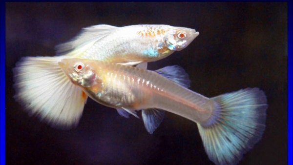 Гуппи белый снег (Guppy white snow)