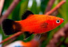 Пецилия красная чернохвостая (Xiphophorus maculatus red black tail)