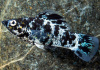 Моллинезия Долматинец (Poecilia sphenops)