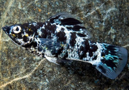 Моллинезия Долматинец (Poecilia sphenops)
