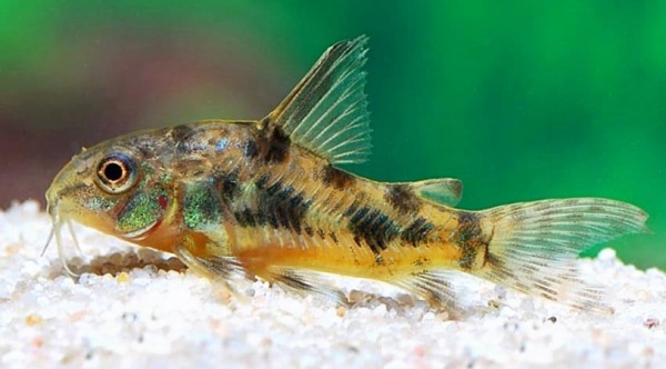 Коридорас крапчатый сом (Corydoras paleatus)