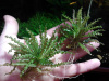 Погостемон Хелфера (Pogostemon helferi )