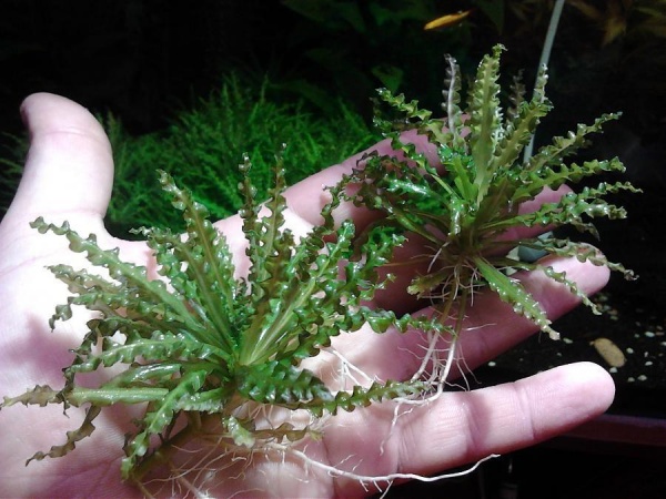 Погостемон Хелфера (Pogostemon helferi )