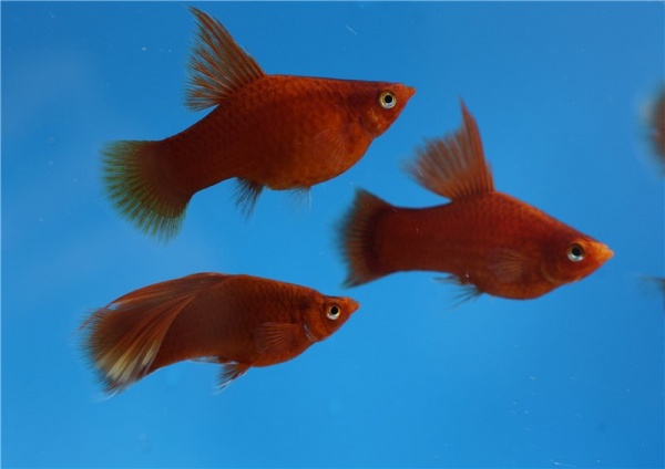 Пецилия красная высокоплавничная (Xiphophorus maculatus red hifin Platy)