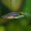 Данио рерио вуалевый (Danio rerio)