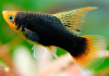 Пецилия черная высокоплавничная (Xiphophorus variatus Black hifin Platy)