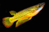 Аплохейлус линеатус (лат. Aplocheilus lineatus) Золотая щучка